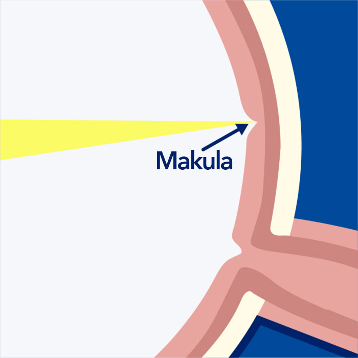 Makula