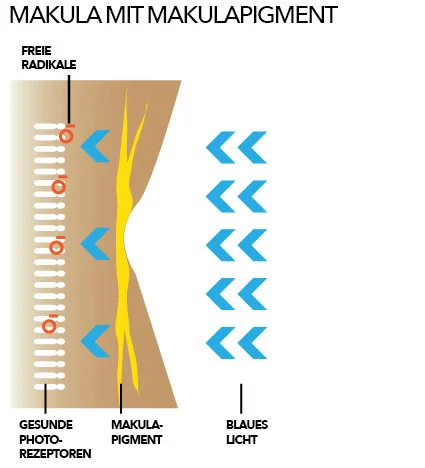 Makula mit Makulapigment